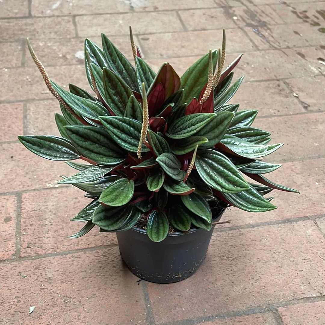 Peperomia Rosso