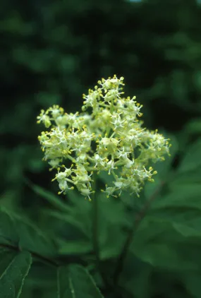 Red Elder - <i>Sambucus racemosa</i>